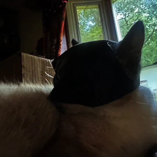 Heroic Cat Mask For Unique Appearances