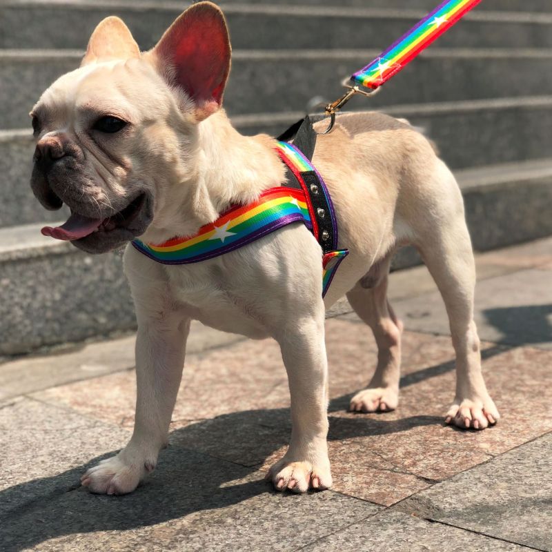 Rainbow Dog Harness With Stars - Soft And Adjustable For Comfort And Safety