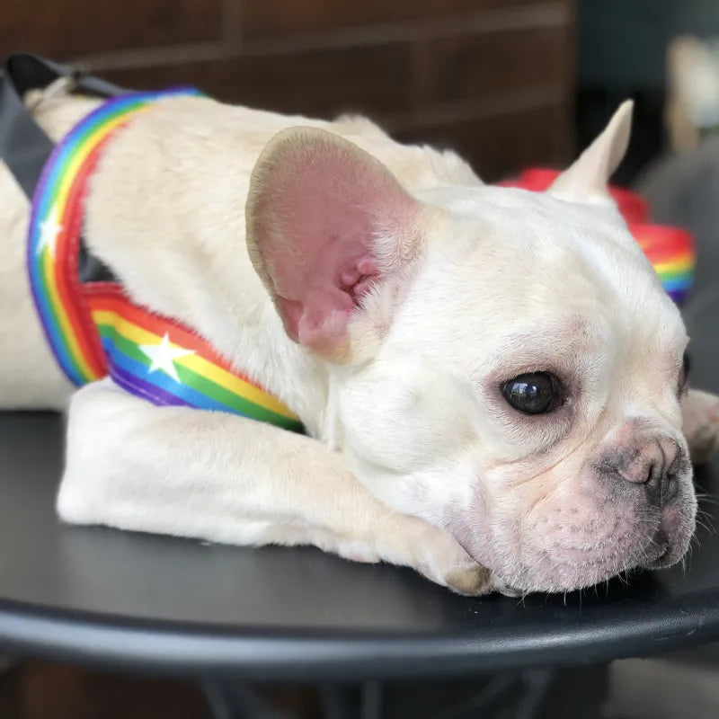 Rainbow Dog Harness With Stars - Soft And Adjustable For Comfort And Safety