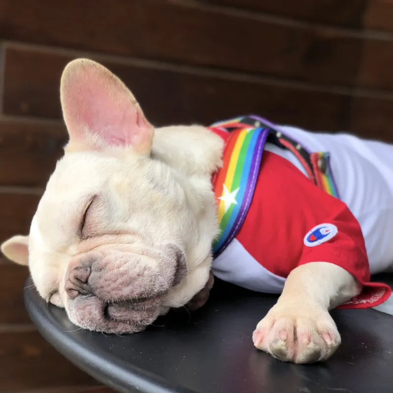 Rainbow Dog Harness With Stars - Soft And Adjustable For Comfort And Safety