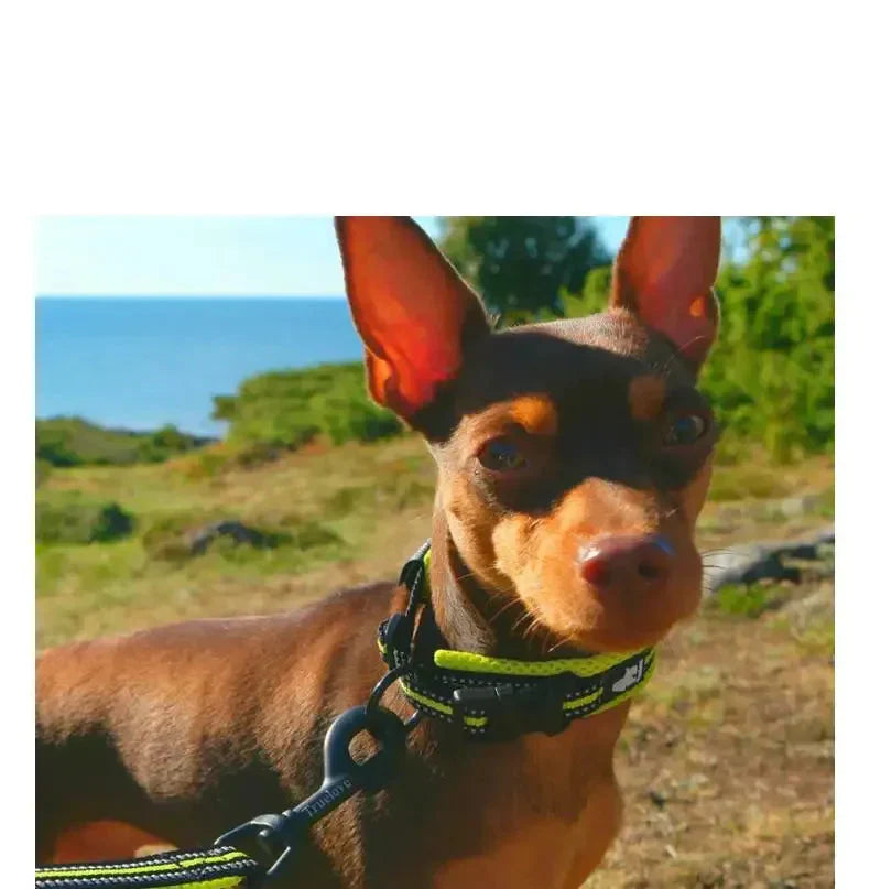 Truelove Reflector Dog Collar - Breathable And Adjustable For Maximum Comfort