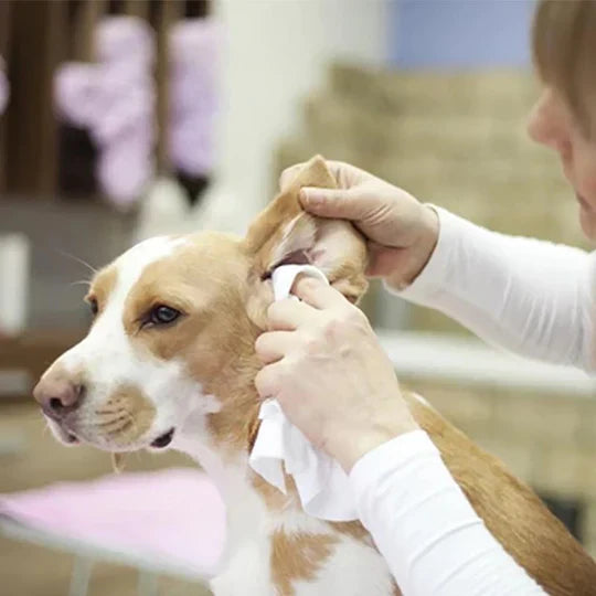 Ear Care Powder For Pets