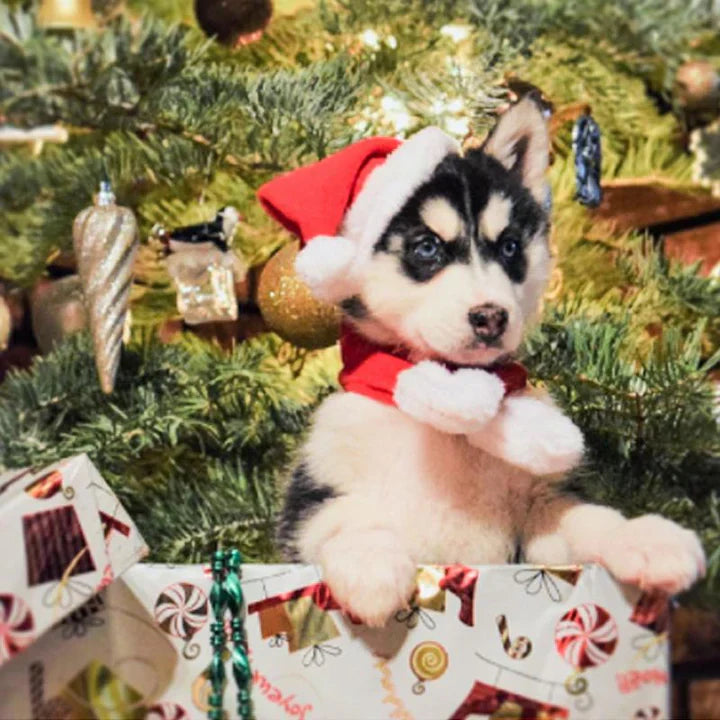 Christmas Cat Costume Set