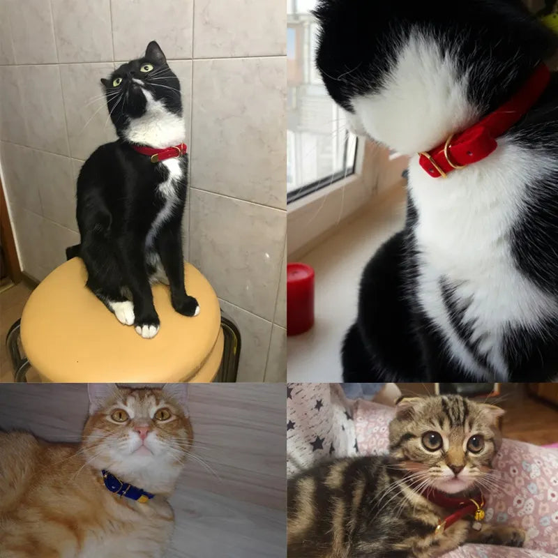 Velours Cat Collar With Golden Buckle - Soft Adjustable And Elegant