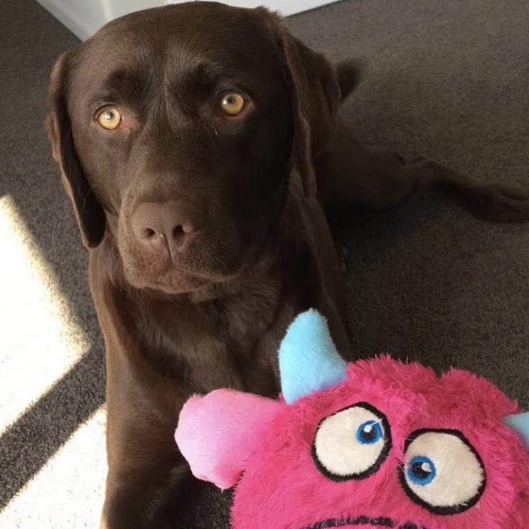 Interactive Plush Monster Ball - Fun Toy For Dogs