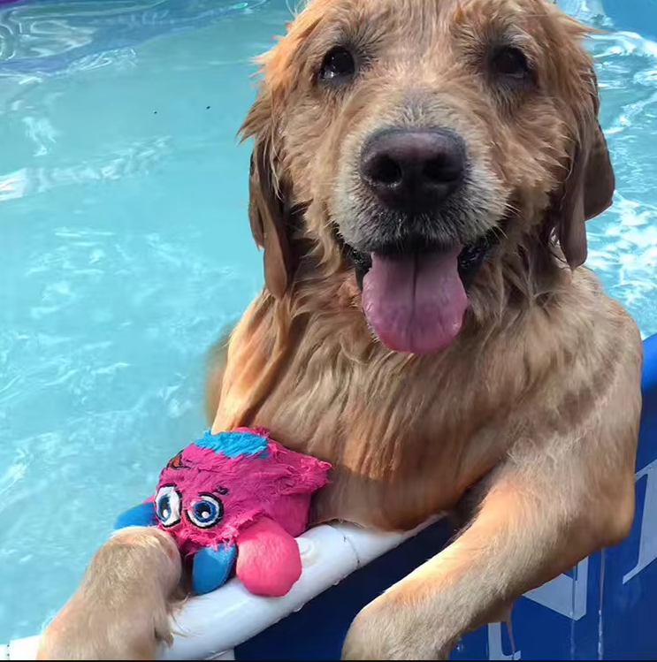 Interactive Plush Monster Ball - Fun Toy For Dogs