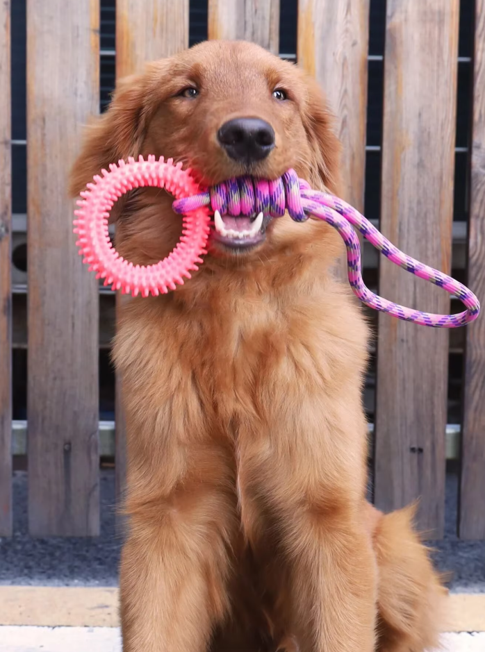 Robust Dog Toy With Teething Ring - Chew Toy Tug Rope For Interactive Fun