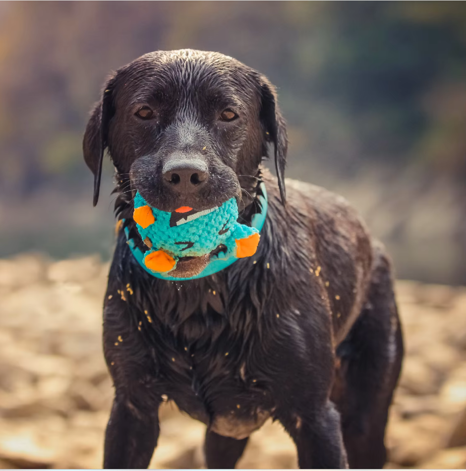 Interactive Plush Monster Ball - Fun Toy For Dogs