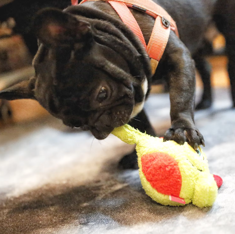 Interactive Plush Monster Ball - Fun Toy For Dogs