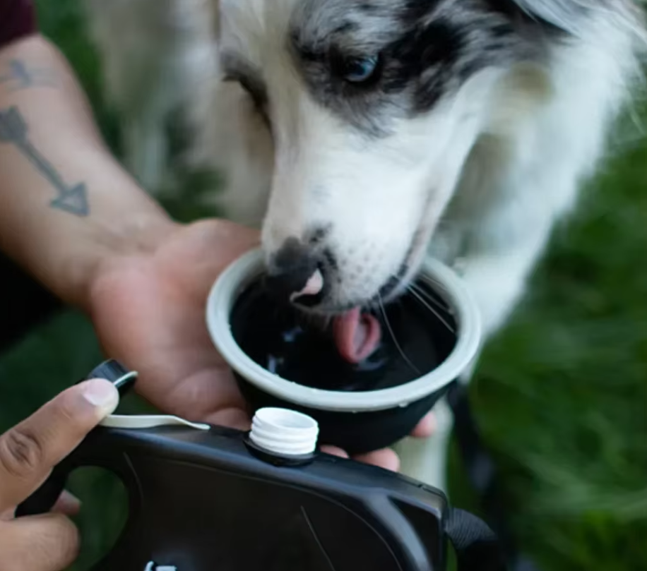 Dog Leash With Water Container Foldable Bowl And Waste Bags