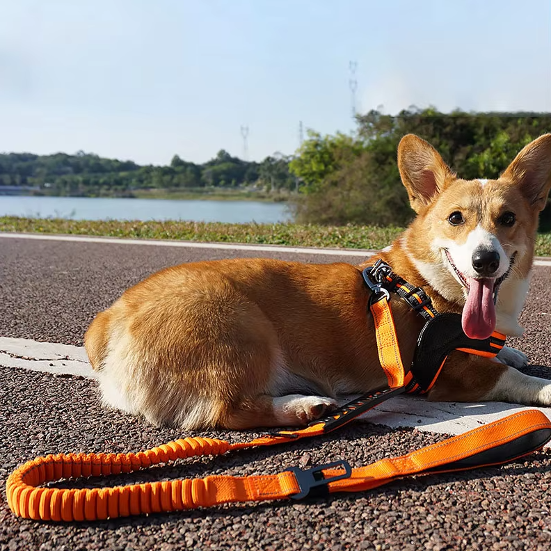 Elastic Dog Lead With Shock Absorption - Shock-absorbing Lead For Walks