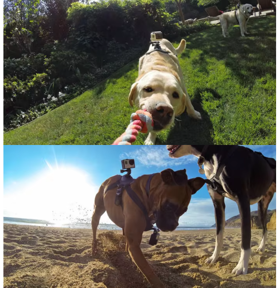 Action- Camera Harness For Dogs With Holder For Chest And Back