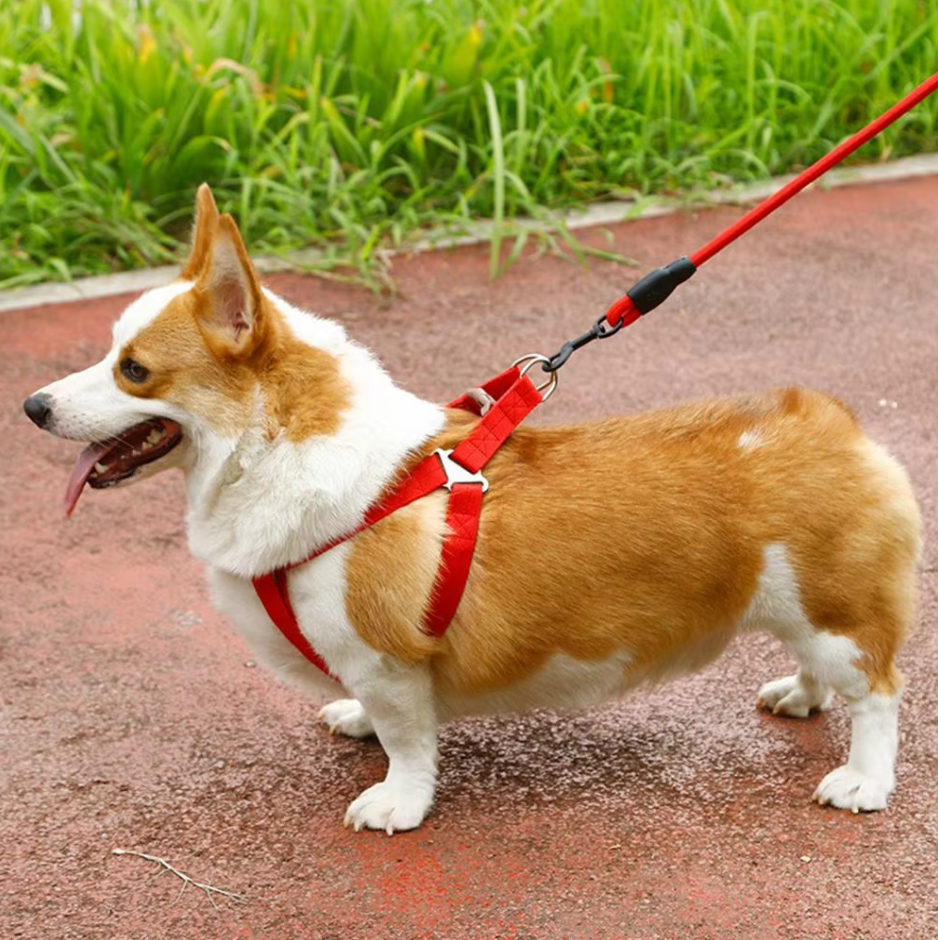 Adjustable Dog Harness With Lead In 5 Colours