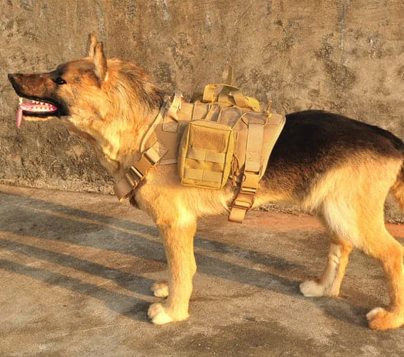 Tactical Dog Harness With Pockets And Leash For Training And Outdoor Use