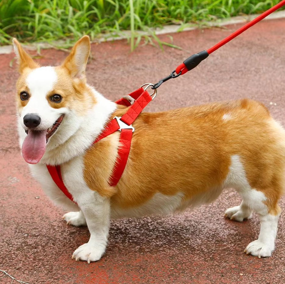 Adjustable Dog Harness With Lead In 5 Colours
