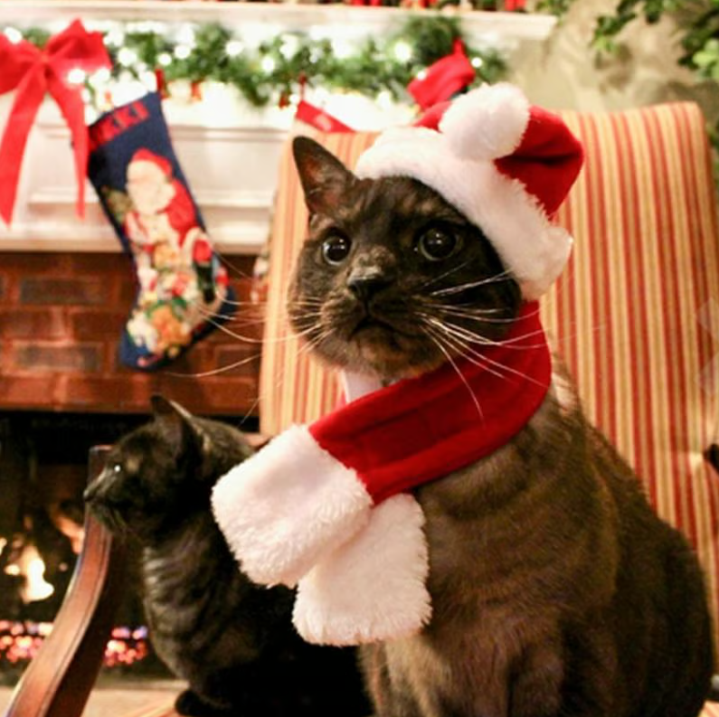 Christmas Hat With Scarf For Pets