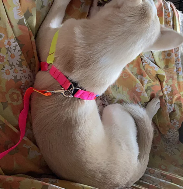 Coloured Dog Harness With Lead - Adjustable Set For Dogs In Rainbow Colours
