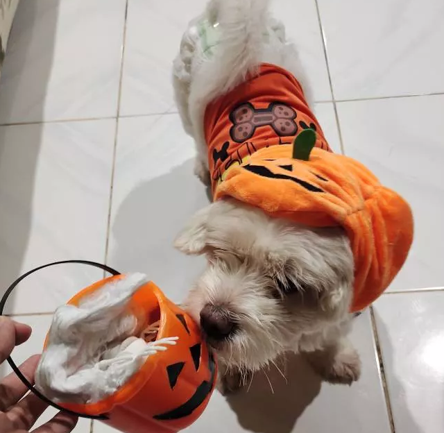 Cute Halloween Pumpkin Dog Costume - With Smiling Pumpkin Design For Small Dogs
