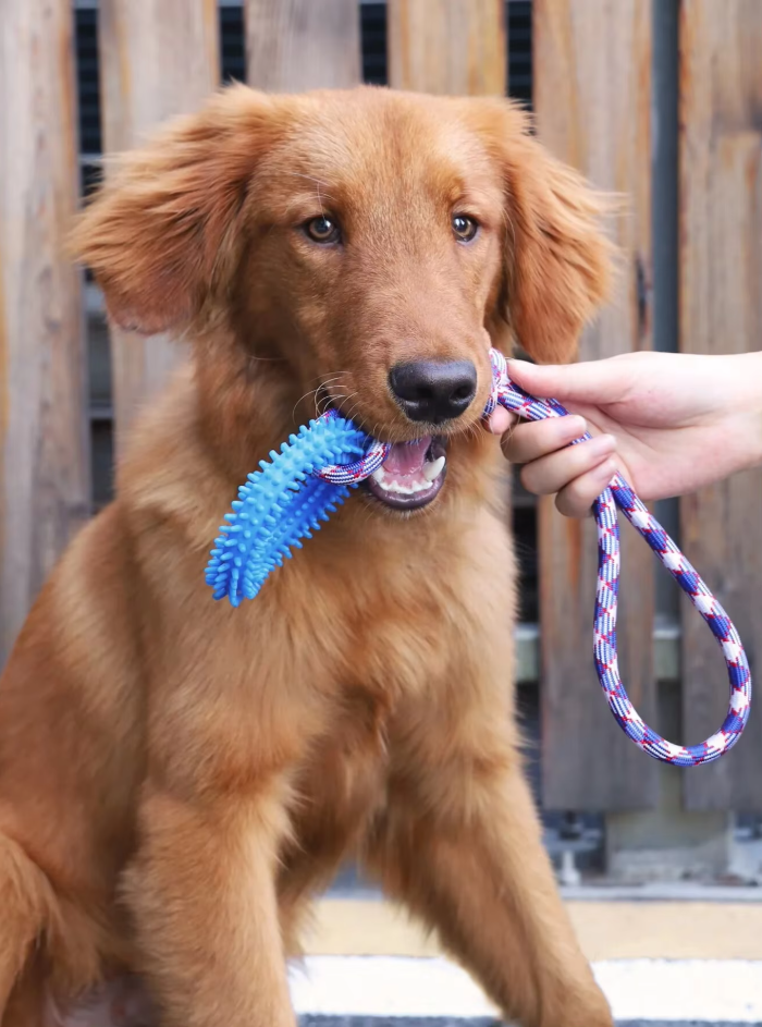 Robust Dog Toy With Teething Ring - Chew Toy Tug Rope For Interactive Fun