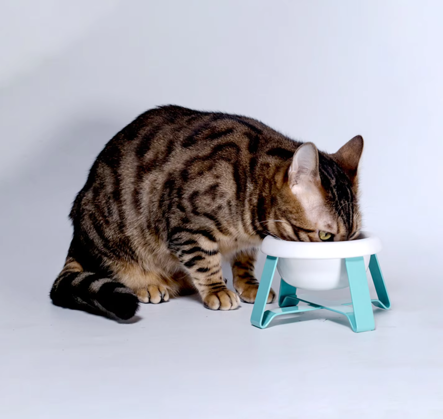 Dog Bowl With Raised Stand - Stylish Food Bowl With Metal Frame