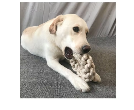Robust Chew Toy Set Made Of Rope - Long - Lasting Fun For Dogs