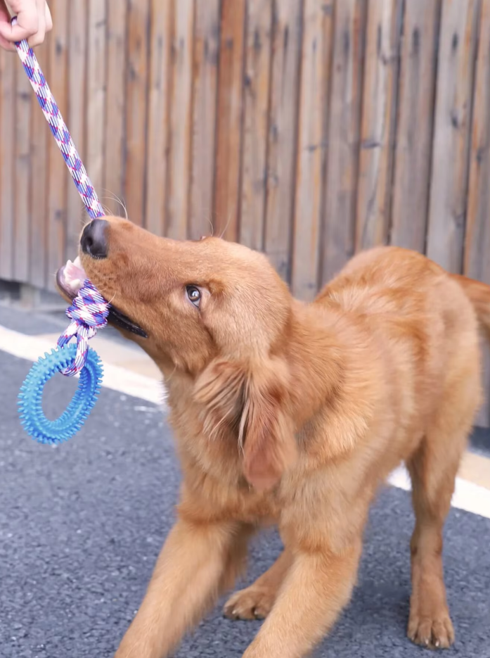 Robust Dog Toy With Teething Ring - Chew Toy Tug Rope For Interactive Fun