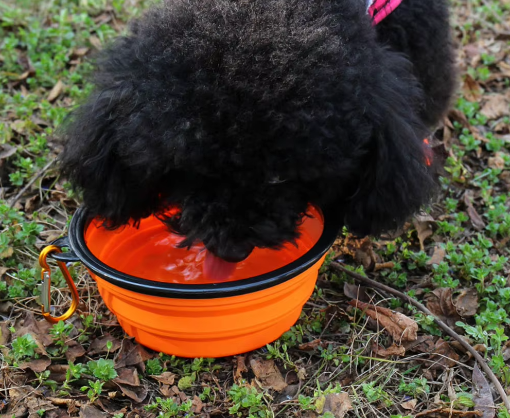 Collapsible Dog Cup With Carabiner