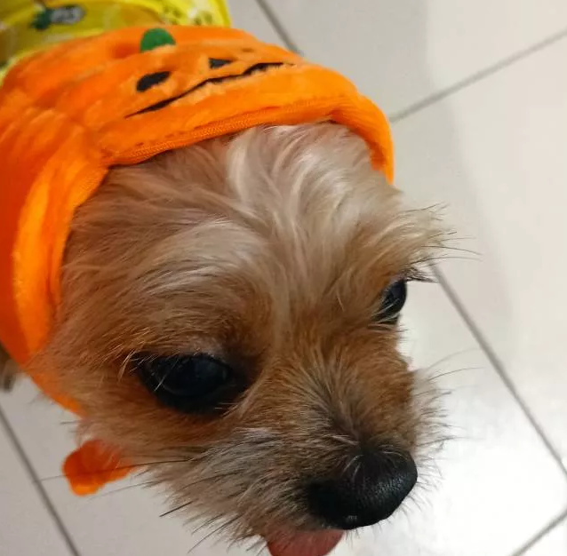 Cute Halloween Pumpkin Dog Costume - With Smiling Pumpkin Design For Small Dogs