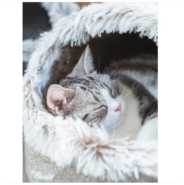 Cat House Bed with Fluffy Edge for Ultimate Comfort