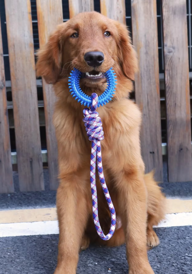 Robust Dog Toy With Teething Ring - Chew Toy Tug Rope For Interactive Fun