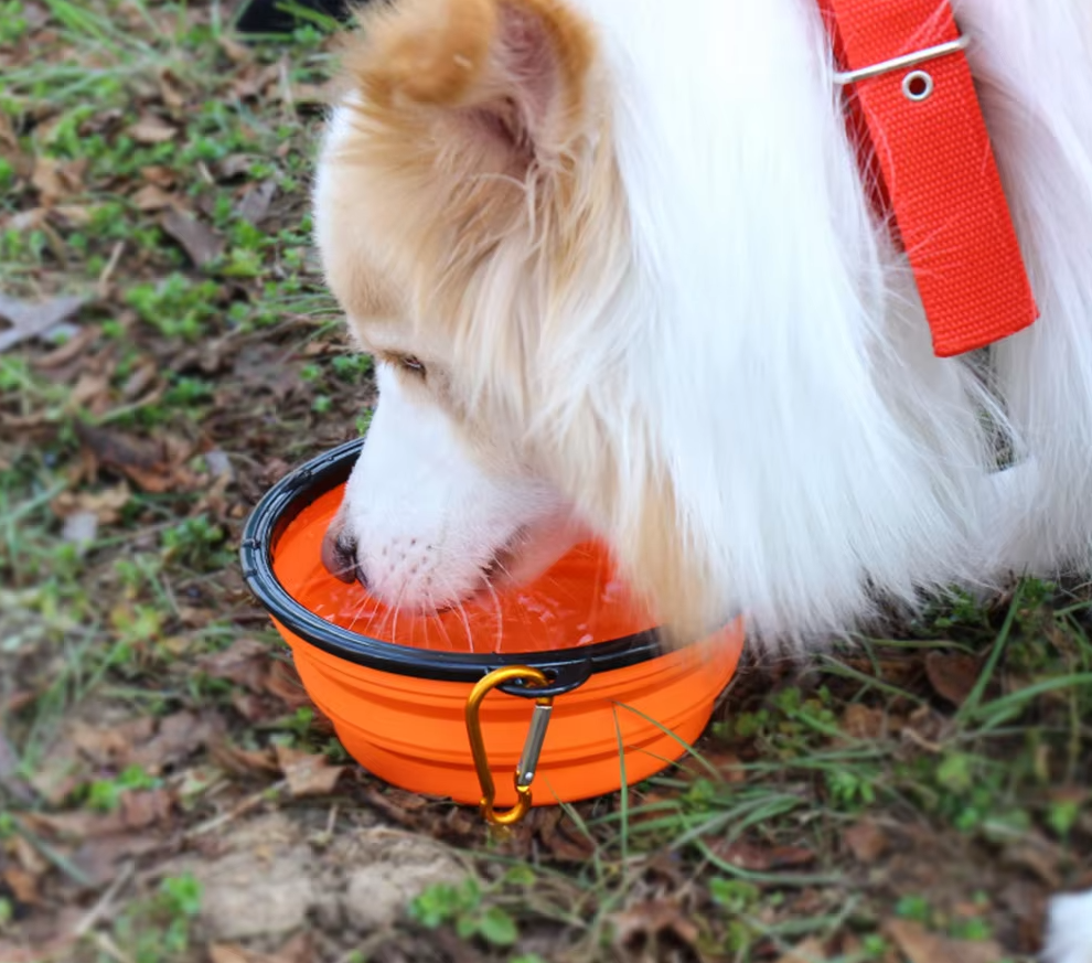 Collapsible Dog Cup With Carabiner