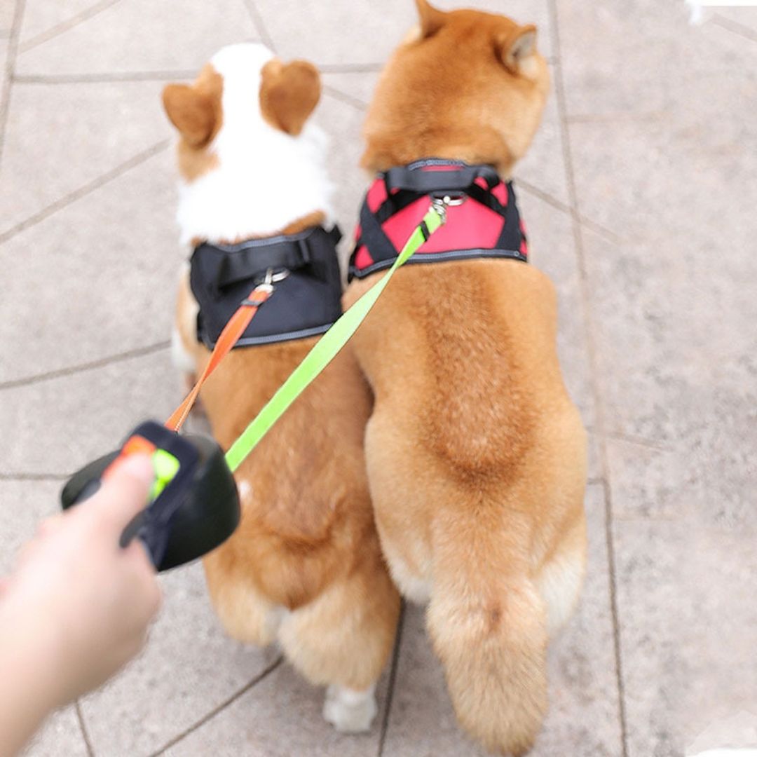 Practical Anti-wrap Double Dog Lead