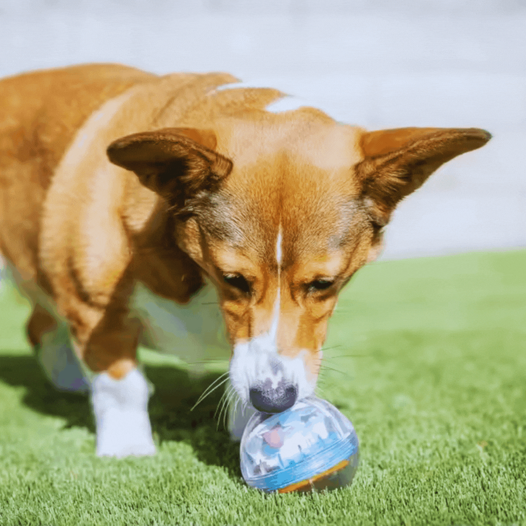 Interactive Food Ball for Dogs - Encourages Play and Food Intake