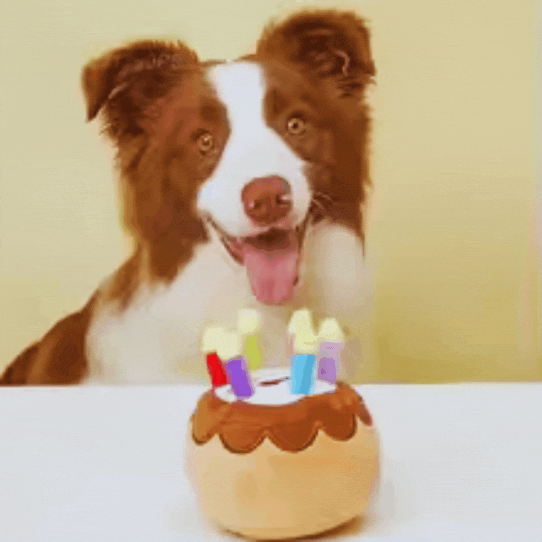 Birthday Cake Dog Toy - with Candles and Plush
