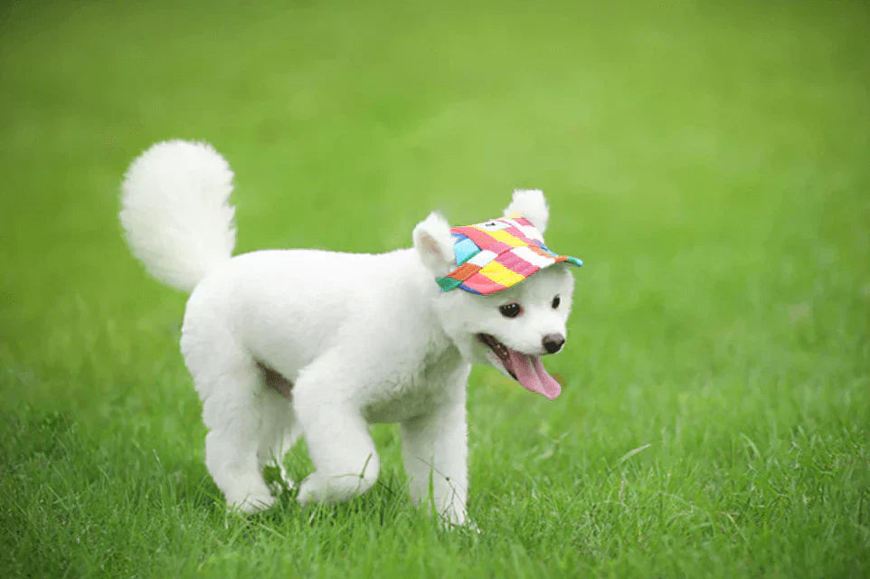 Fashionable Round Dog Cap
