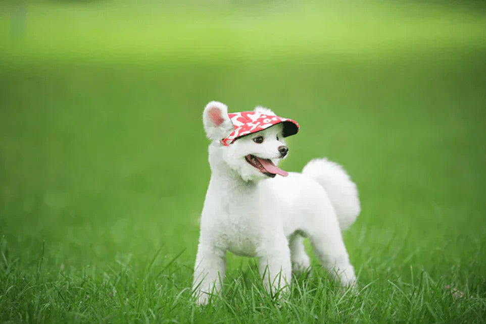 Fashionable Round Dog Cap