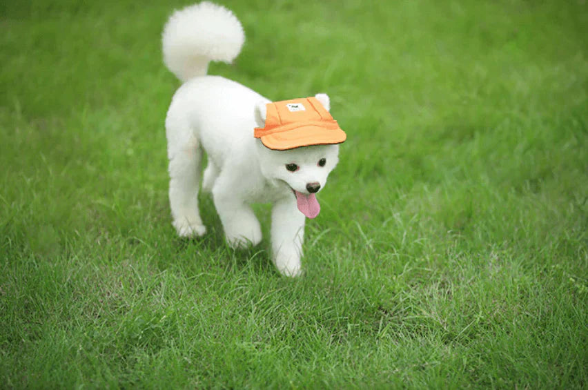 Fashionable Round Dog Cap