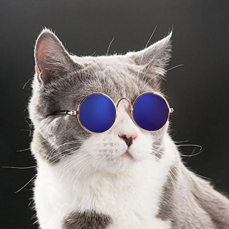 Fashionable Cat Glasses