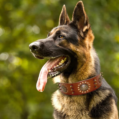 Leather Dog Collar With Rivets And Metal Decorations For Large Dogs