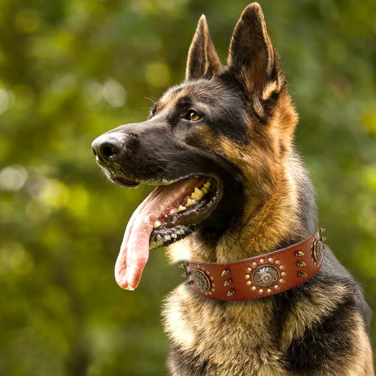 Leather Dog Collar With Rivets And Metal Decorations For Large Dogs