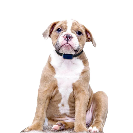 Gps Pet Tracker - Rechargeable Tracking Device For Dogs With Collar And Usb Cable