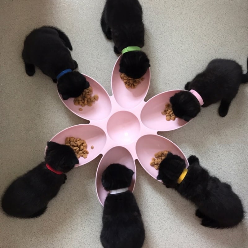Flower-shaped Feeding Dish For Cats - 6 Bowls In Different Colors