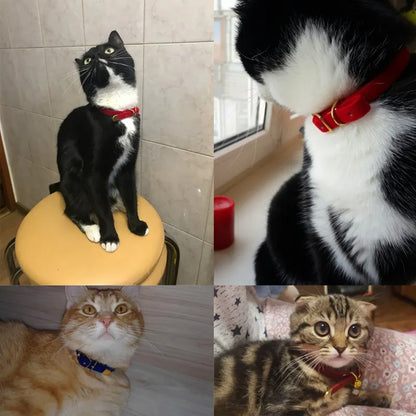Velours Cat Collar With Golden Buckle - Soft Adjustable And Elegant