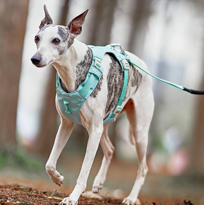 Anti-Pull Dog Harness with Adjustable Leash