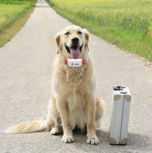 Dog Collar With Remote Control - Vibration And Shock Mode Rechargeable
