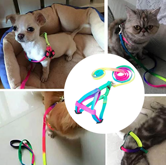 Coloured Dog Harness With Lead - Adjustable Set For Dogs In Rainbow Colours