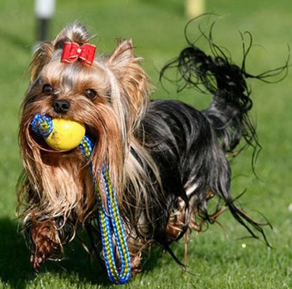 Robust Dog Toy - Retrieving and Tugging Ball with Rope