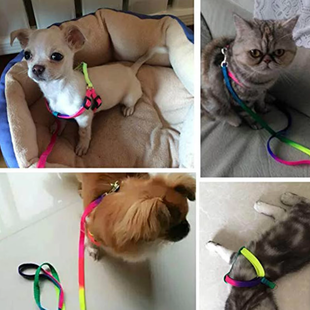 Coloured Dog Harness With Lead - Adjustable Set For Dogs In Rainbow Colours