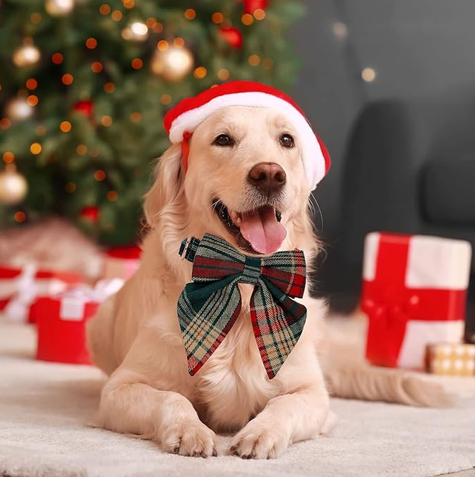 Coloured Dog Collar With Bow For Christmas And Festive Occasions