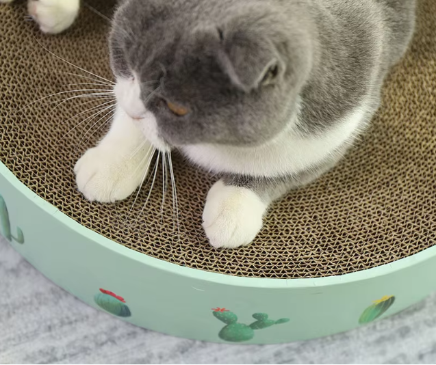 Cardboard Cat Bow With Cactus Design - Modern Style Scratching Board